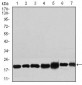 RPL18A Antibody